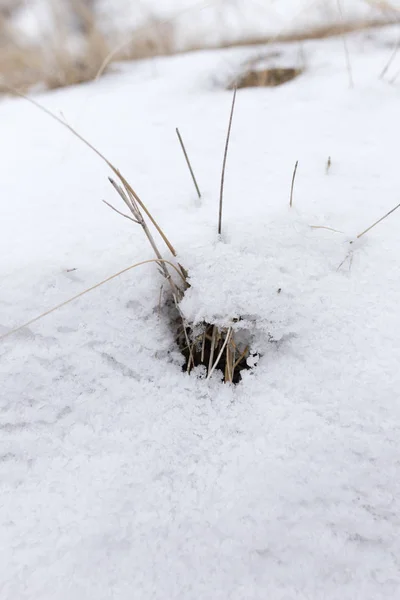 Karda kuru otlar doğada — Stok fotoğraf
