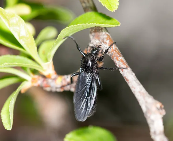 Черная муха на дереве. макро — стоковое фото