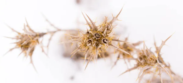 Dry grass in the winter in the snow. Dried vegetation. Winter landscape. Frozenned grass. Selective focus — Stock Photo, Image