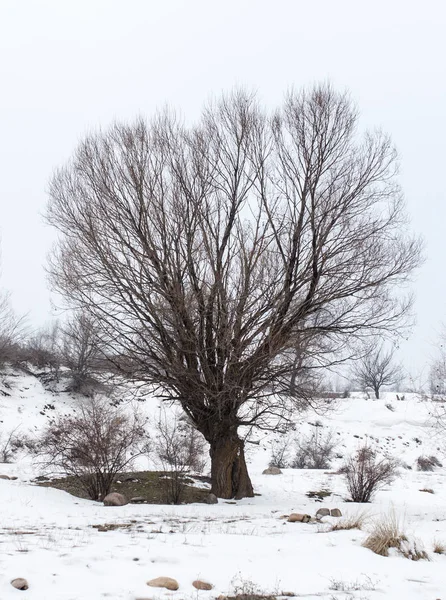 Kahler Baum im Winter in der Natur — Stockfoto