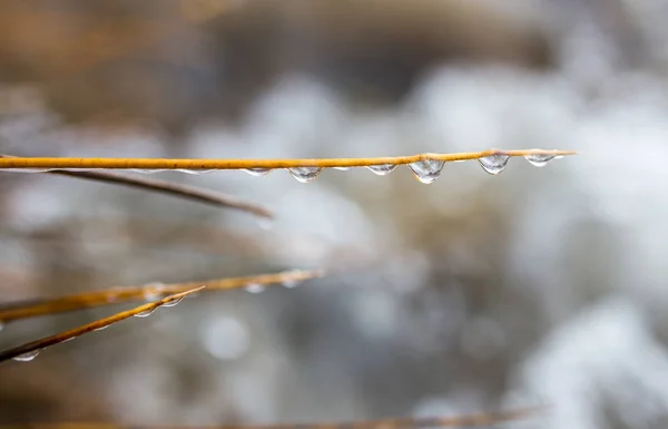 Wassertropfen auf das Gras im Winter auf dem Fluss. Makro — Stockfoto