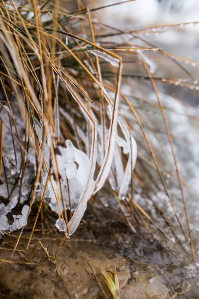 Ciclo congelado em um ramo de uma árvore perto de um córrego de montanha. A natureza de inverno — Fotografia de Stock