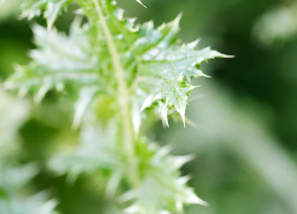 Stikkende plante i naturen som baggrund - Stock-foto