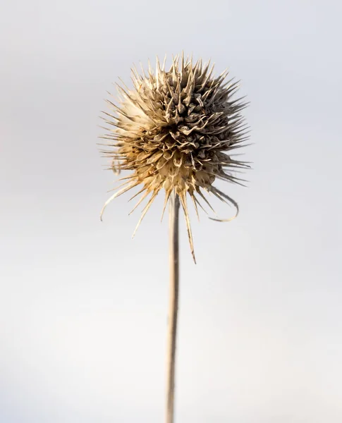 Erba secca in inverno sulla neve. Vegetazione secca. Paesaggio invernale. Erba congelata. Focus selettivo — Foto Stock