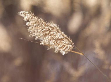 Sabah güneşli doğal arka planda, kış tarlasında kuruyan yabani çayır çiçeklerinin eski bir fotoğrafı. Açık hava.