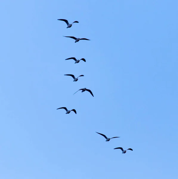 Vogelschwarm am Himmel — Stockfoto