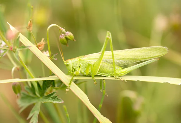 Sprinkhaan in de natuur. sluiten — Stockfoto