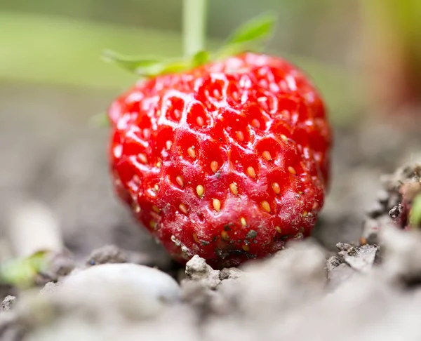 Aardbeien in de tuin buiten. sluiten — Stockfoto