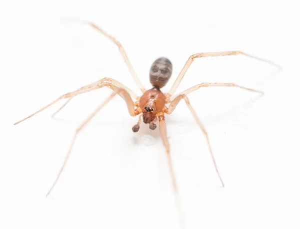 Araña sobre un fondo blanco con gotas de agua —  Fotos de Stock