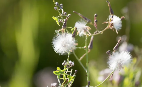 Bloemen op stekelige planten in de natuur — Stockfoto