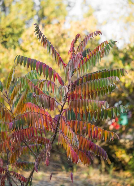 Folhas de outono na árvore na natureza — Fotografia de Stock