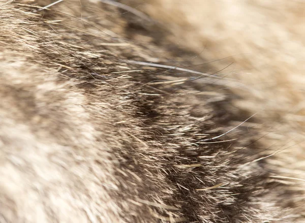 De vacht van de kat als achtergrond — Stockfoto