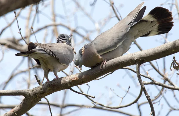 自然界の木の上に2頭の鳩が — ストック写真