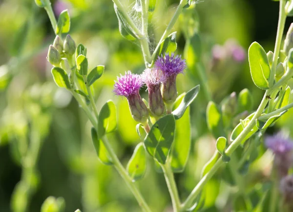 Mooie kleine bloemen in de natuur — Stockfoto