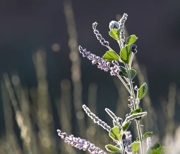 Blue flowers in nature — Stock Photo, Image