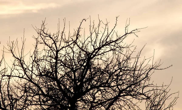 Kale takken van een boom bij zonsopgang zon — Stockfoto