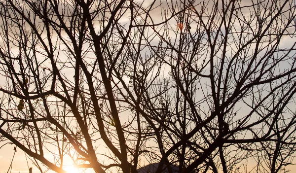 Kale takken van een boom bij zonsopgang zon — Stockfoto