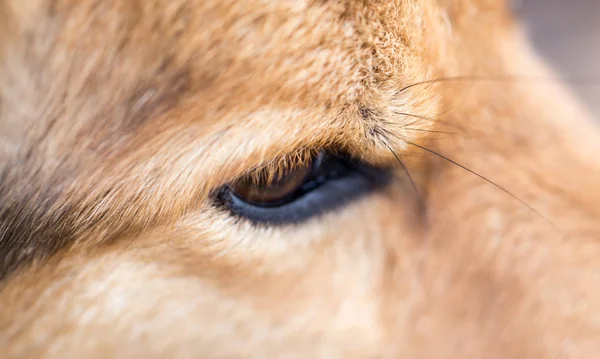 Os olhos dos cães. macro — Fotografia de Stock