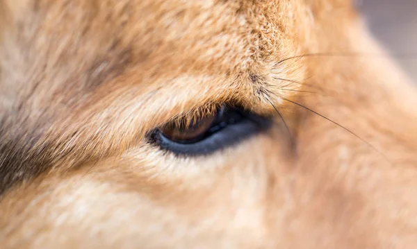 Los ojos de los perros. macro —  Fotos de Stock