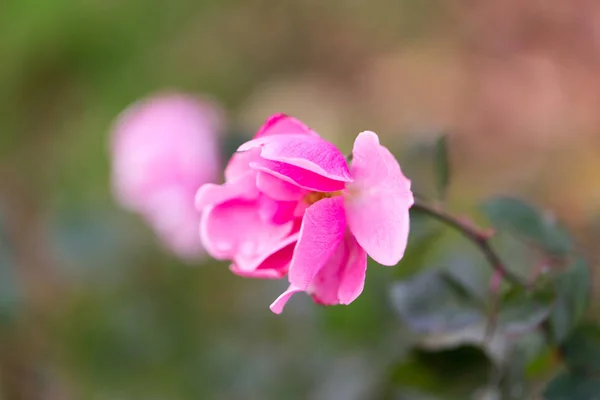 Flor rosa en un parque en la naturaleza — Foto de Stock