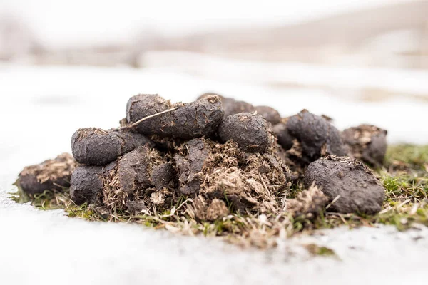 Cacca di cavallo nella neve — Foto Stock