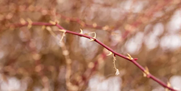 Espinas en una rama de árbol en la naturaleza — Foto de Stock