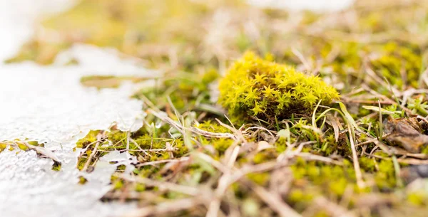 Musgo en el invierno en la naturaleza. macro — Foto de Stock