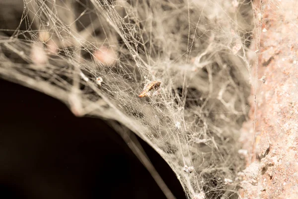 Old web as background — Stock Photo, Image