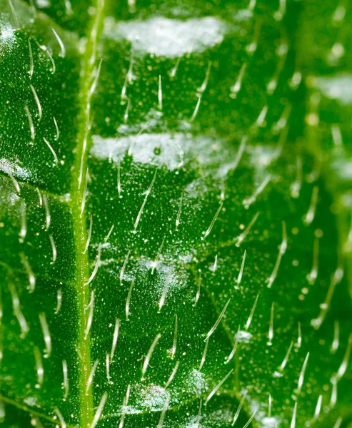 Haren op een groen blad, Super Macro — Stockfoto