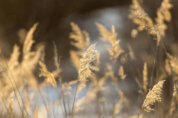 Foto vintage de flores secas del prado silvestre en el campo de invierno en el fondo natural soleado por la mañana. Exterior —  Fotos de Stock