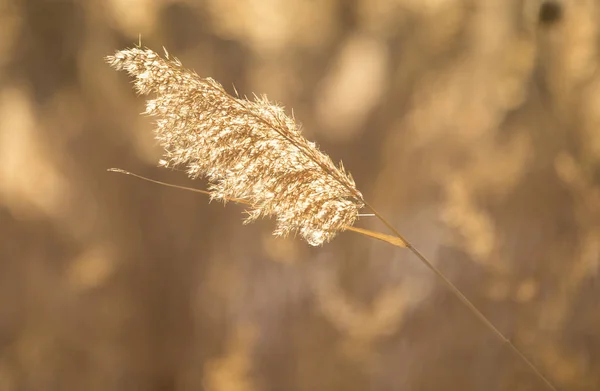 Photo vintage de fleurs des prairies sauvages sèches dans le champ d'hiver sur fond naturel ensoleillé le matin. Extérieur — Photo