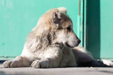 Doğadaki bir köpeğin portresi.