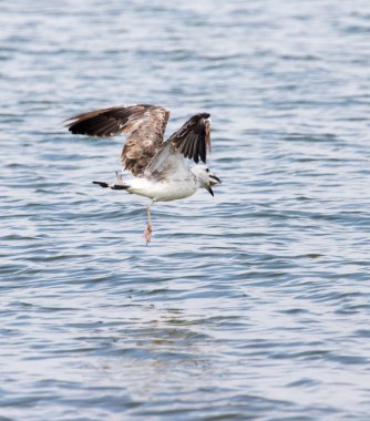 martı yakalanan balık uçuş