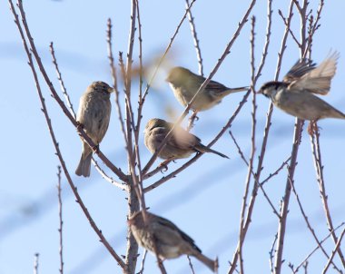 Mavi gökyüzüne karşı bir ağaçtaki serçe