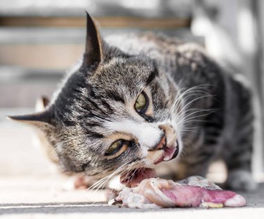 kedi et doğa üzerinde yer.