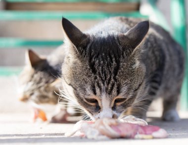 kedi et doğa üzerinde yer.