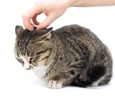 Beyaz bir arka planda elinde kedi