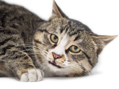 Beyaz bir arka plan üzerinde kedi portre