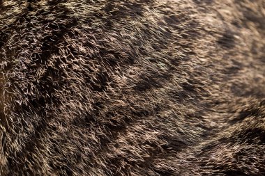 arka plan olarak kedi kürk. doku