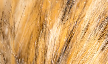 Kürk hayvan arka plan olarak. doku