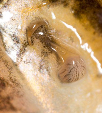 burun pike balık. Super makro