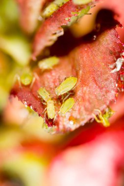 Ekstrem büyütme - Bitkinin üzerindeki yeşil yaprak bitleri