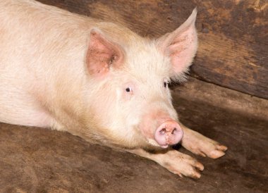 Domuz çiftliği portresi