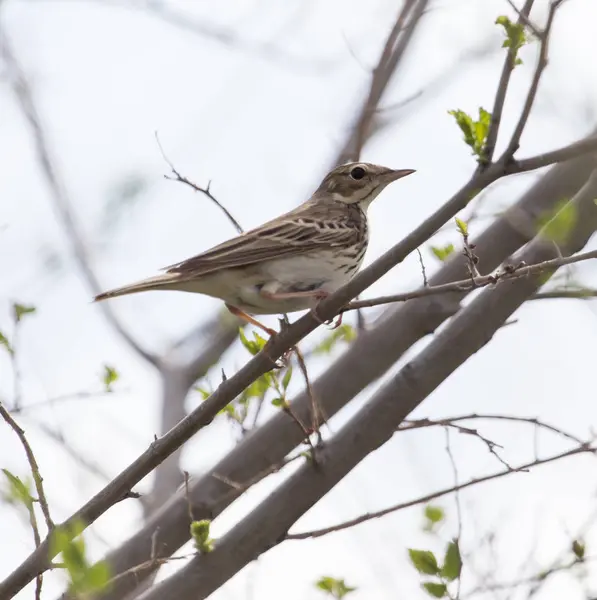 Gorrión en el árbol en la naturaleza —  Fotos de Stock