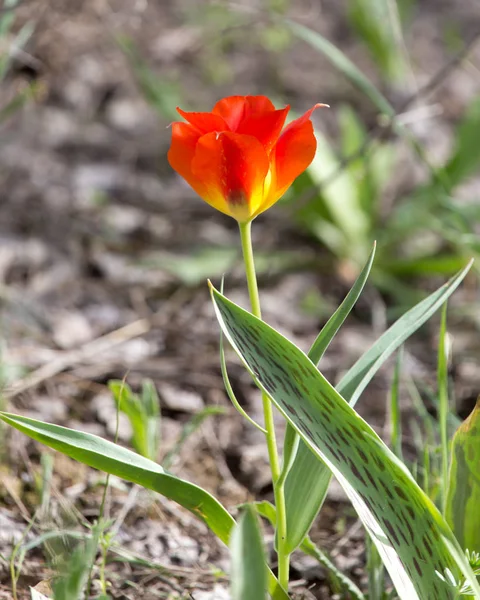 Tulipa vermelha selvagem na natureza — Fotografia de Stock