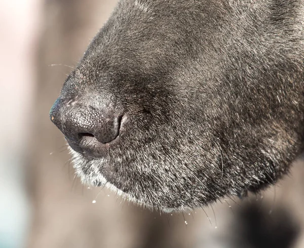 The nose of the dog on the nature — Stock Photo, Image