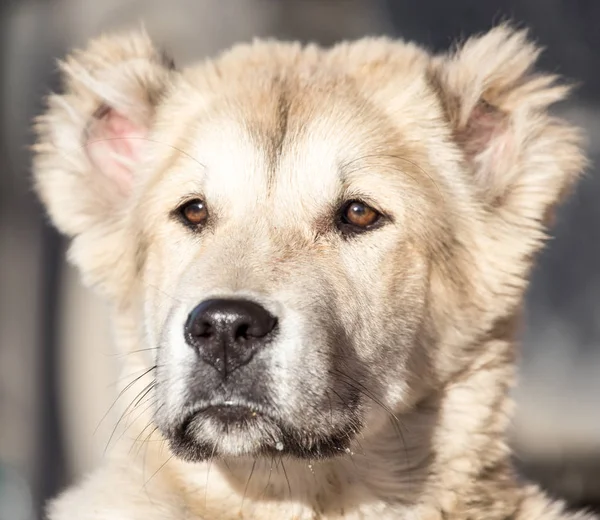 Porträtt av en hund på naturen — Stockfoto