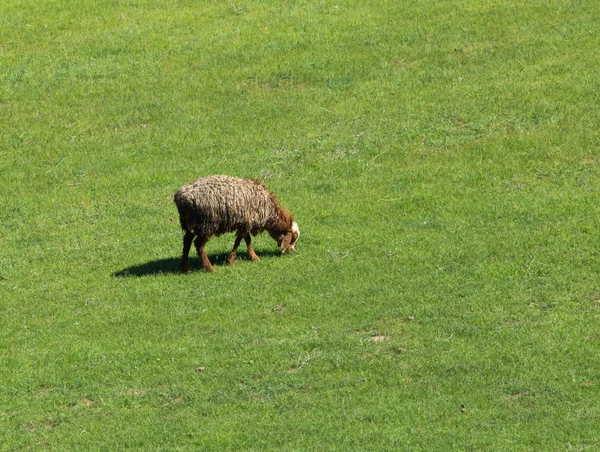 Ovelhas pastam em um prado — Fotografia de Stock