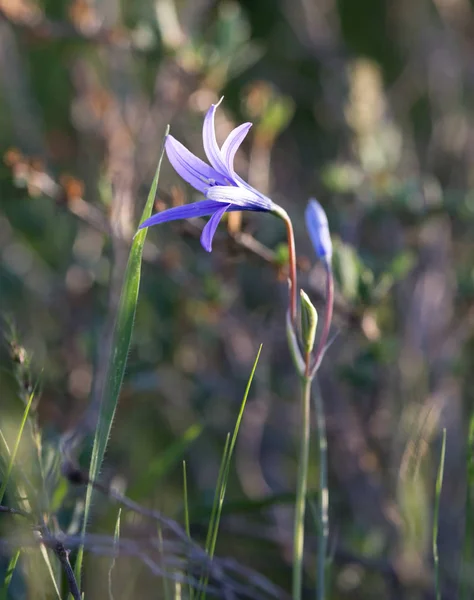 春天沙漠中的蓝色花朵 — 图库照片