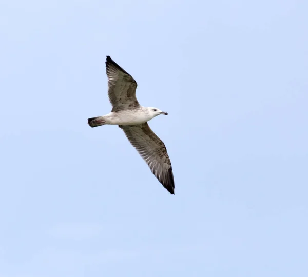 Seagull in vlucht in de hemel — Stockfoto